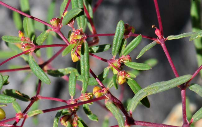 Chamaesyce revoluta, Threadstem Sandmat